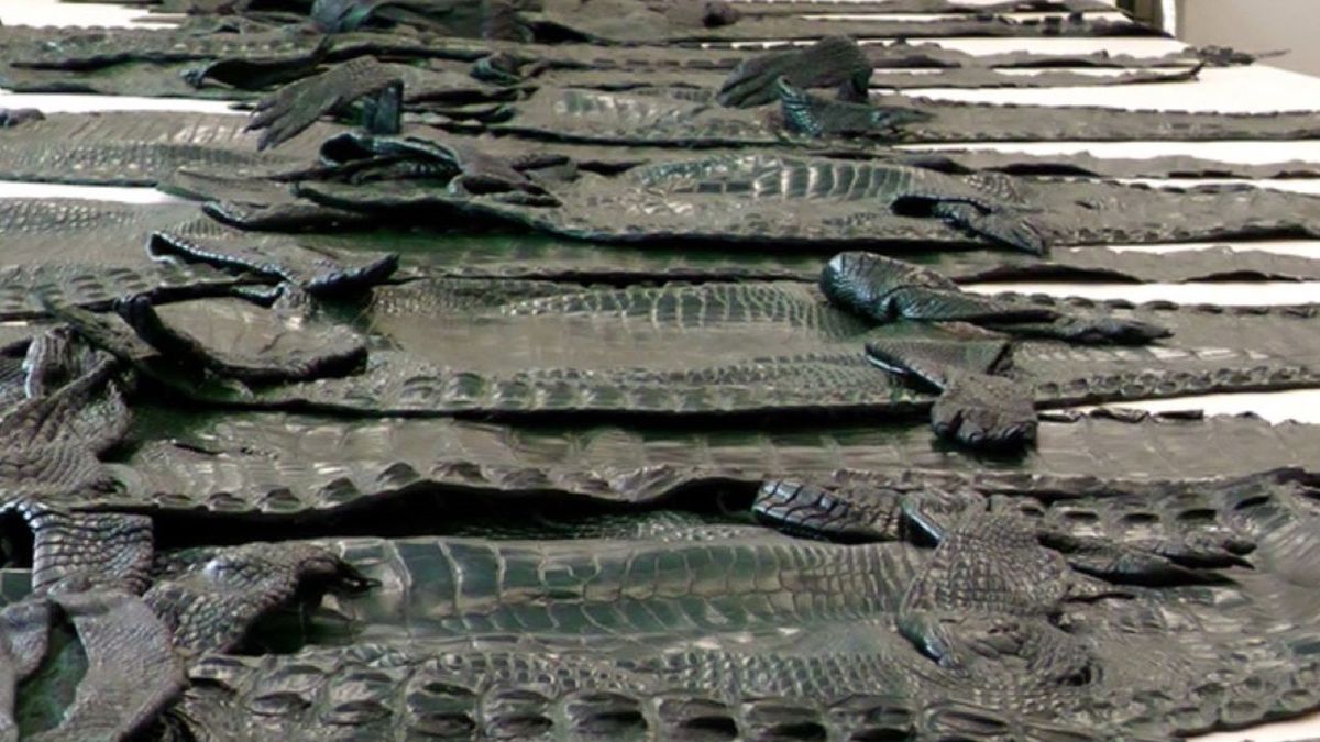 To miała być odzież używana. W paczce były skóry krokodyli 