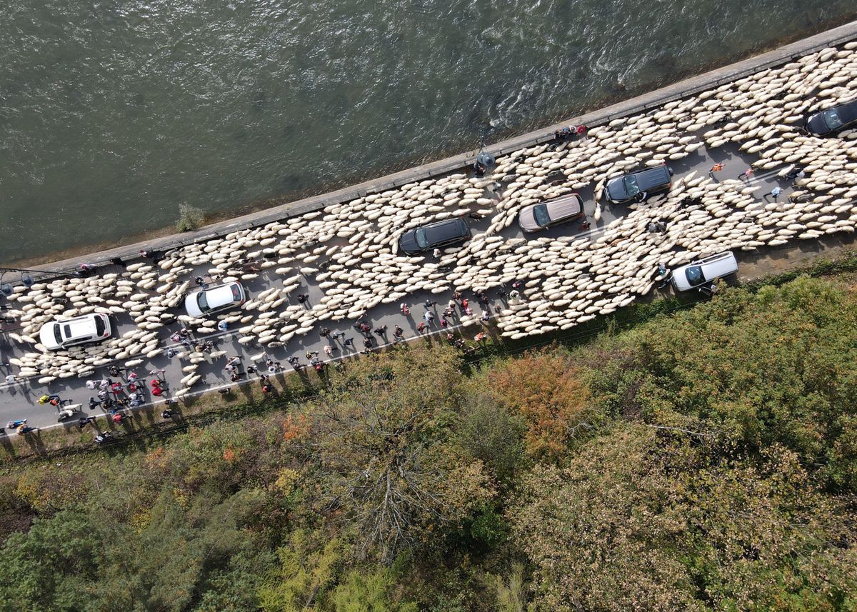 W Szczawnicy ok. 1000 owiec przeszło ulicami miasta