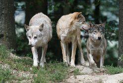 Wilki zabiły konia. Relacja właściciela z Bieszczad