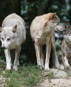 Wilki zabiły konia. Relacja właściciela z Bieszczad