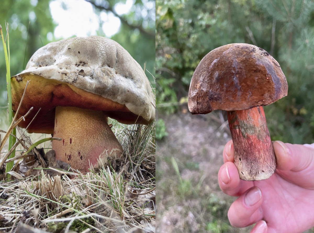 Są śmiertelnie trujące. Te objawy świadczą o zatruciu grzybami