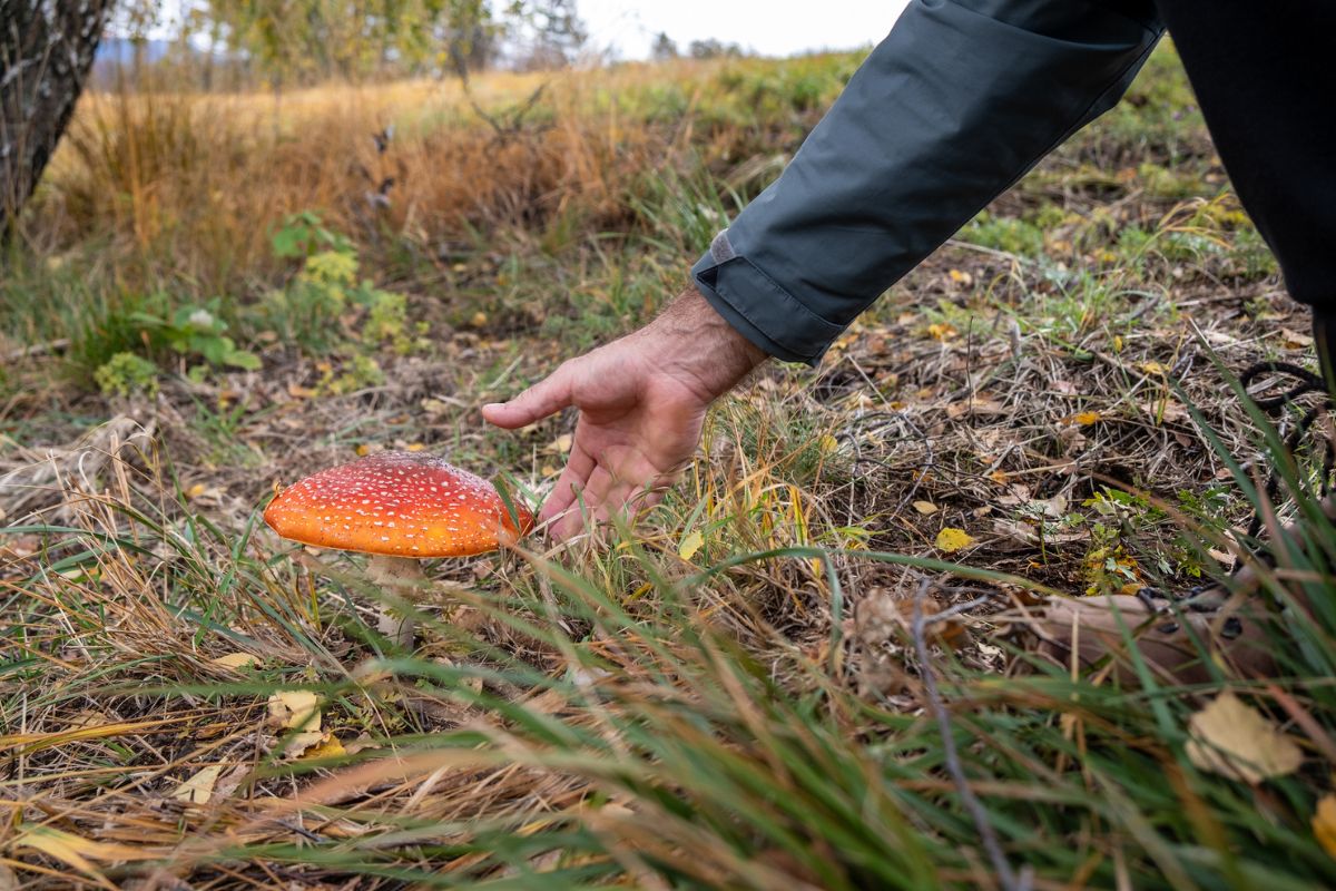 Moda na zbieranie trujących muchomorów nie przemija
