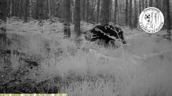 Dzik kontra wilk. Zaskakujące nagarnie z polskiego lasu