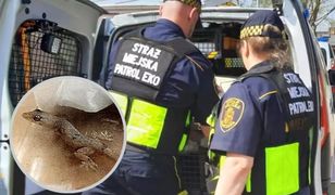 Warszawa. Turystka wróciła z wakacji z niespodziewanym pasażerem w walizce