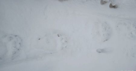 Nie wszystkie niedźwiedzie śpią. Pojawiły się ślady na śniegu