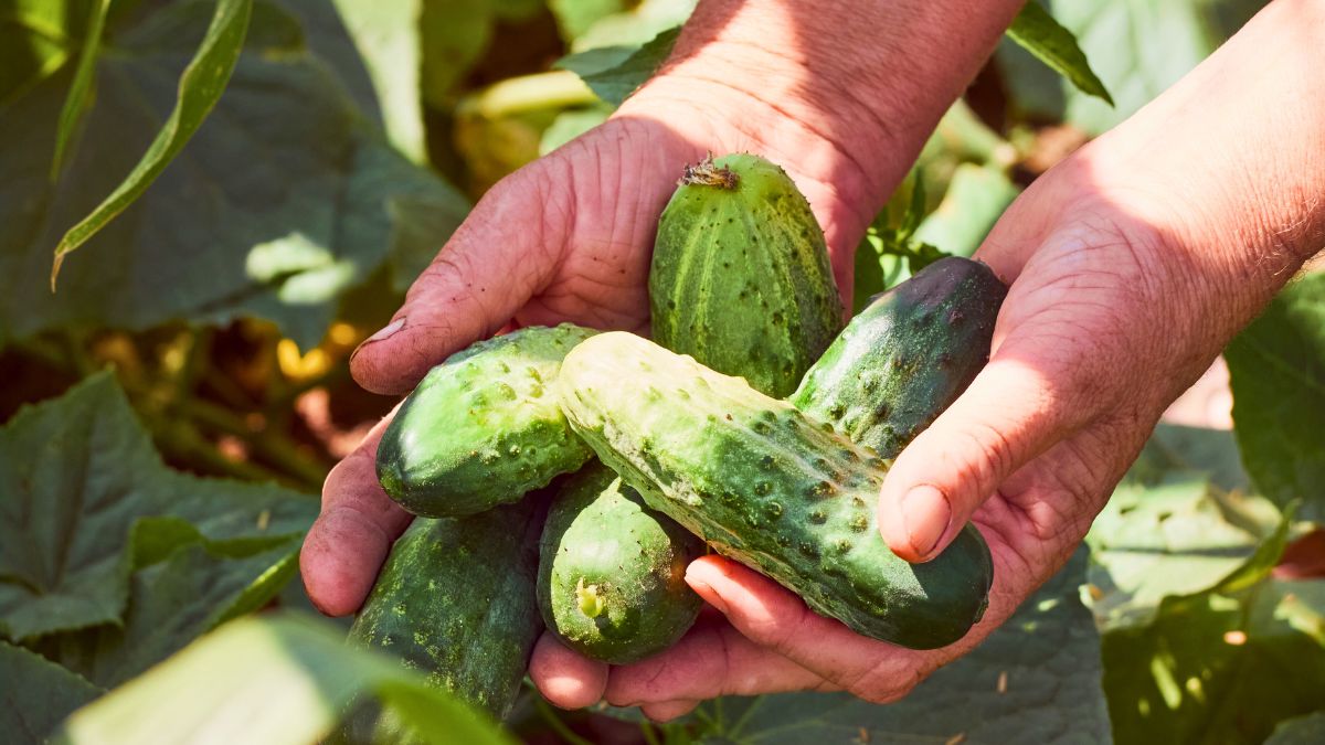 Pamiętaj o wysiewie nasion ogórka w tym terminie 