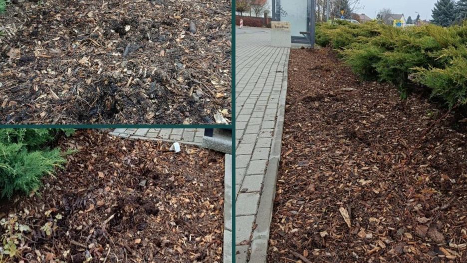 Z terenów zielonych skradziono róże w Łukowie