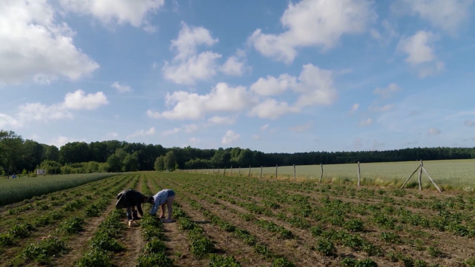 Laluna Unique na plantacji truskawek