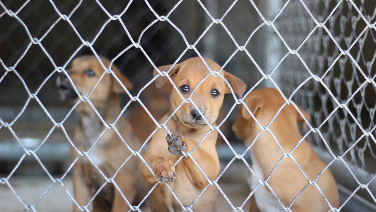 Bezdomne zwierzęta potrzebują naszego wsparcia.