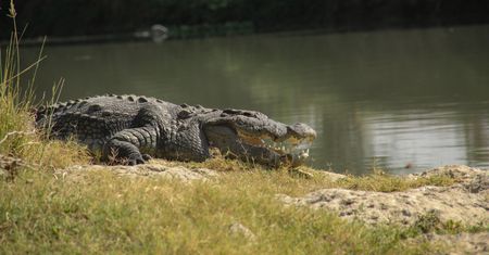 Chłopiec zaginął w Indonezji. W poszukiwaniach pomógł krokodyl