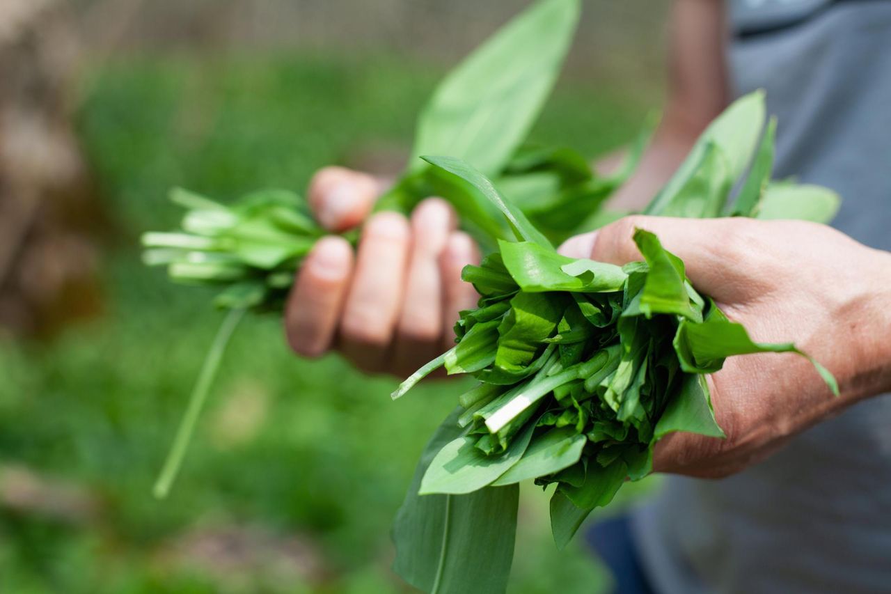 Cebula czarownic. Najbardziej wartościowa roślina w Polsce