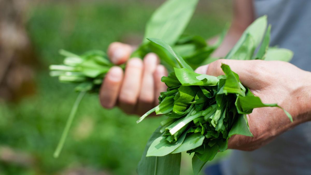 Czosnek niedźwiedzi wzmacnia odporność i obniża cholesterol