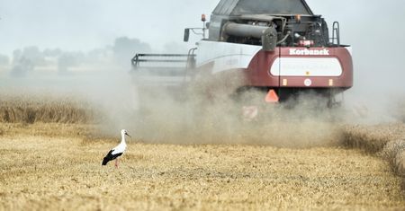 "Tragiczne", "słabe". Rolnicy oceniają początek żniw