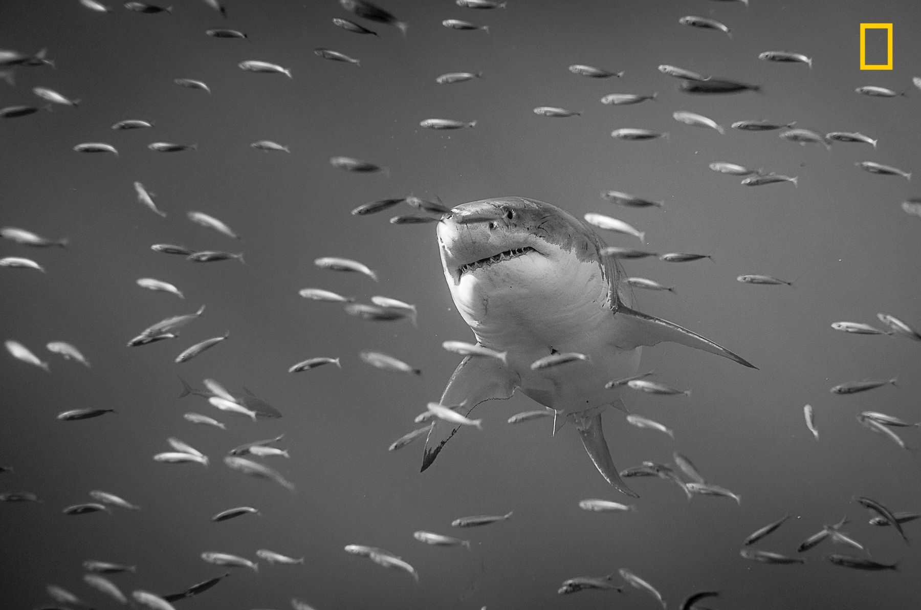 Ruszył konkurs fotograficzny Nature Photographer of The Year 2017. Pierwsze zgłoszone zdjęcia pokazują klasę 8