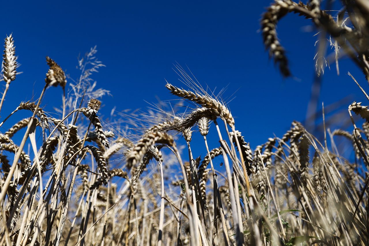 Zboże, jaja i... wino. Lista zakazanej żywności z Ukrainy do zmiany?