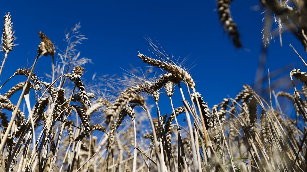 Wheat In Poland
A field of wheat in Lesser Poland voivodeship in Poland on August 5, 2022. (Photo by Jakub Porzycki/NurPhoto via Getty Images)
NurPhoto
agricultural, agroculture, cereal, farming, field, lesser poland voivodeship, photo