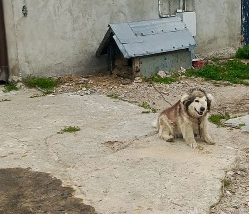 Zaniedbany i chory pies na łańcuchu. Policja i OTOZ Animals interweniują w powiecie wejherowskim