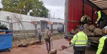 Kowal: Najbardziej zielone miasto Kujaw. Kolejne drzewa i krzewy