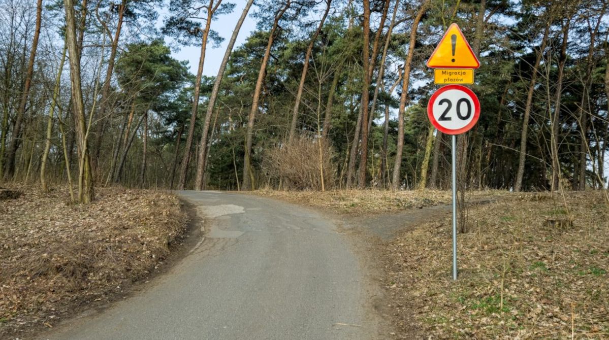 Lepiej patrzeć pod nogi i koła – rozpoczęła się wędrówka płazów. Niektóre ulice są zamykane