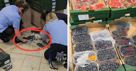 Pracownice Lidla nagrane. To co robiły oburzyło klientów