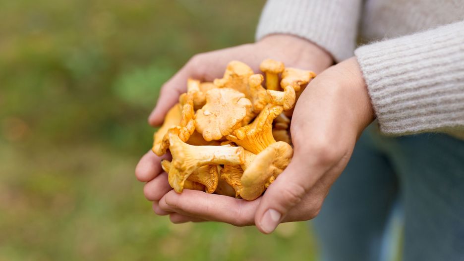 Kurki mają zazwyczaj żółty kolor 