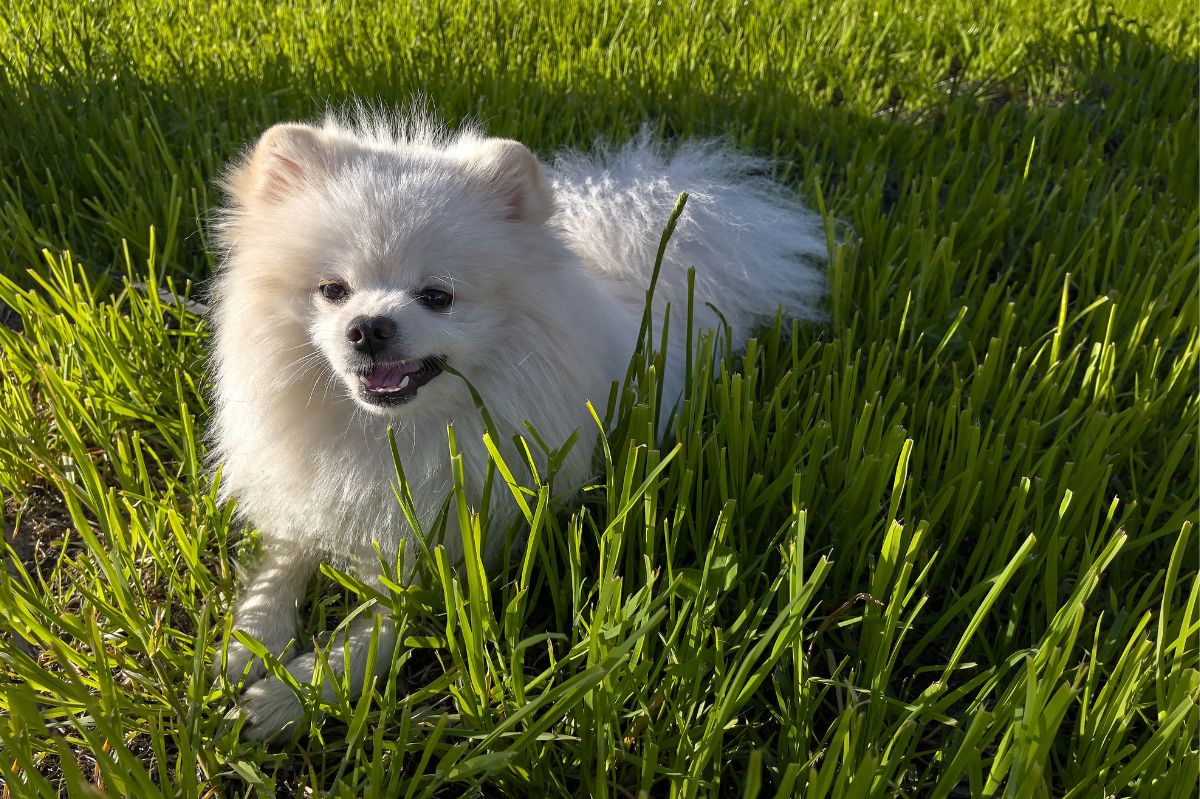 Pies je trawę.