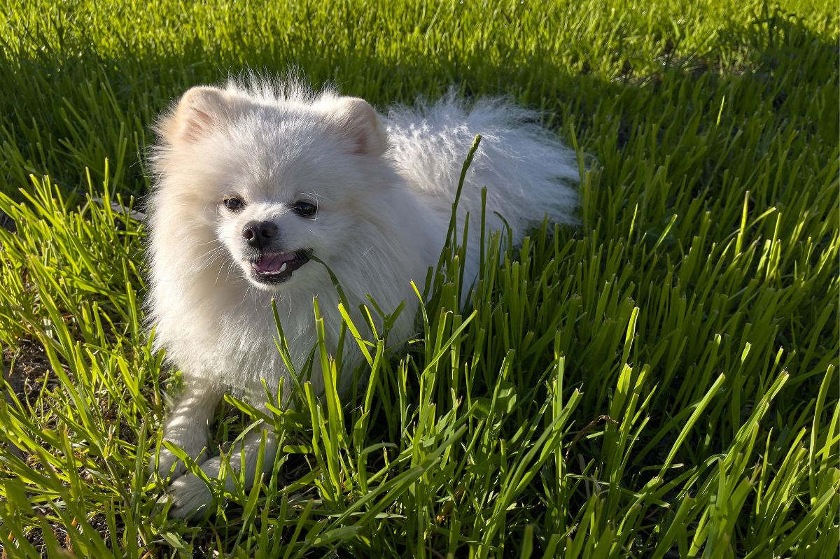 The dog is eating grass.