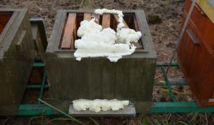 Wielkopolska. Otruli 420 tys. pszczół. Zakleili ule pianką