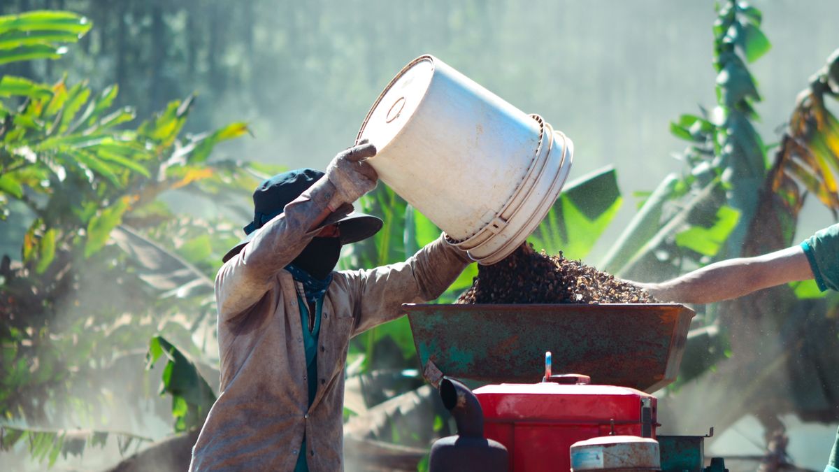 Są problemy z produkcją kawy, co przekłada się na coraz wyższe ceny surowca