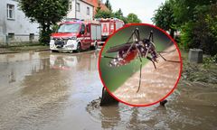 Ekspert ostrzega przed inwazją komarów