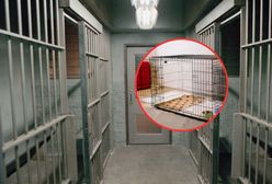 Znęcała się nad swoim dzieckiem. Zamknęła go w budzie i skazała na śmierć głodową