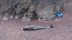 Martwe grindwale. Świadkowie w Hiszpanii nagrali przerażający widok