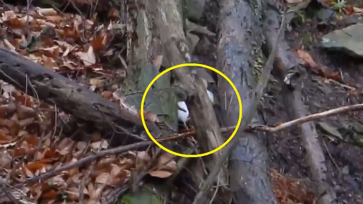 Uroczy zwierzak uchwycony na nagraniu