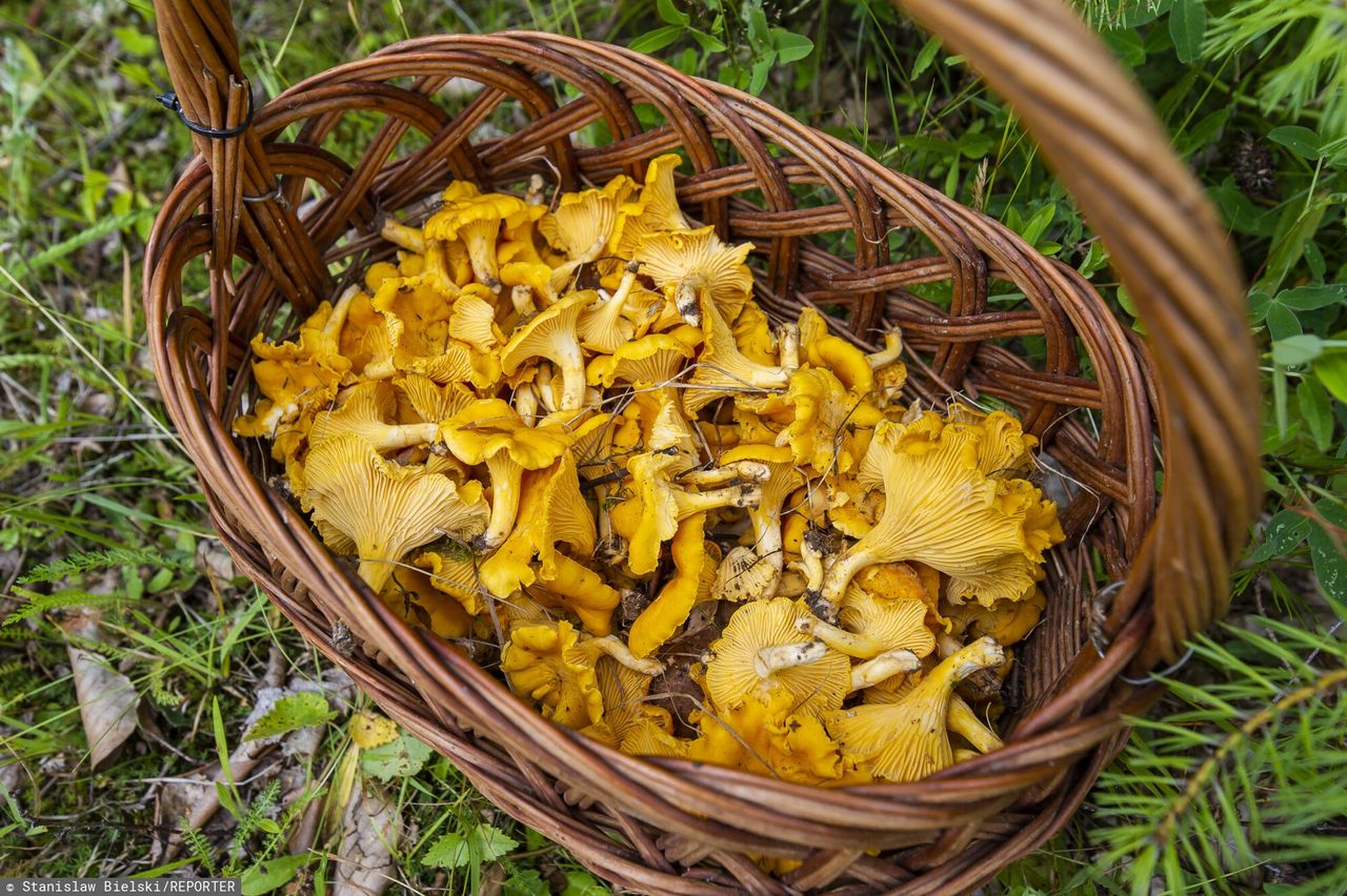 Prawdziwy wysyp w lasach. Piechociński daje sygnał grzybiarzom
