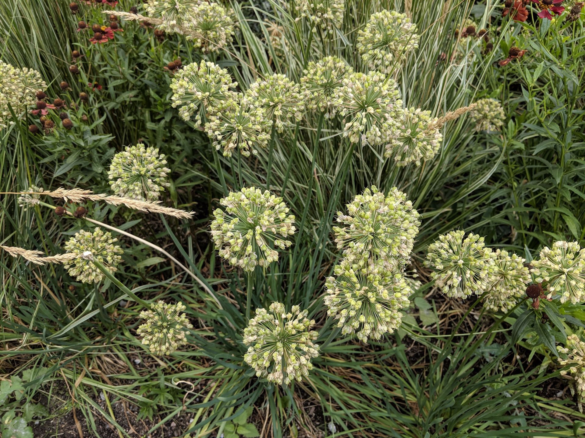 Google Pixel 3: podsumowanie przecieków 14