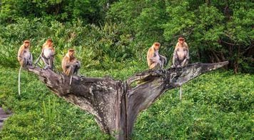 Nie znajdziesz tego w Europie. Ta wyprawa to petarda, w planie rejs wśród krokodyli i noc w dżungli