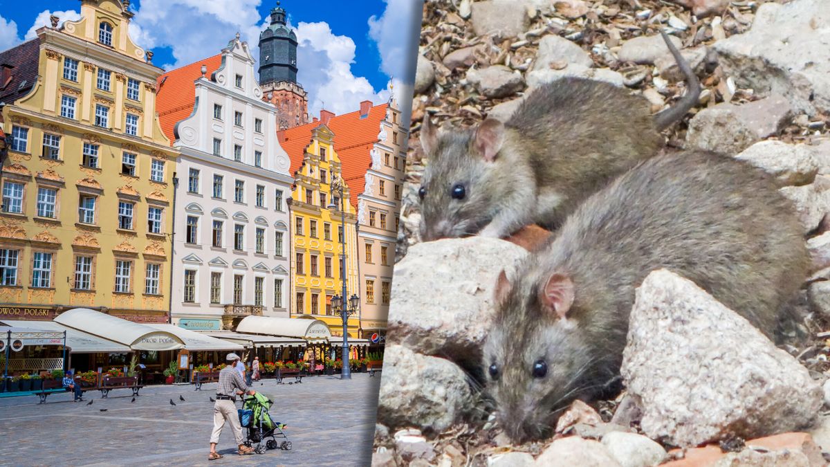 Wrocław walczy z plagą szczurów
