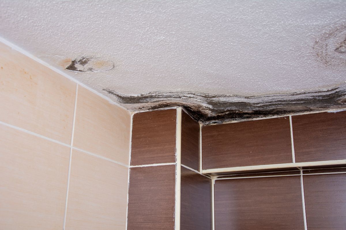 The fall-winter season encourages the growth of mold in homes.