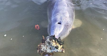 Niesamowity delfin. Zrobiło się o nim głośno. Tak zdobywa jedzenie