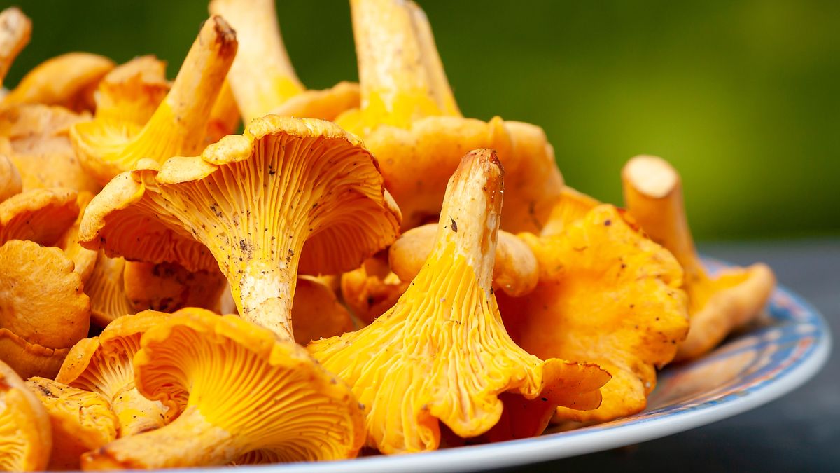 Chodzisz na grzyby i zbierasz kurki? Musisz to przeczytać