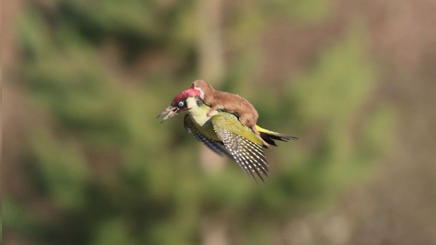 Konkurs Comedy Wildlife Photography Awards - fotografia dzikich zwierząt na wesoło 15