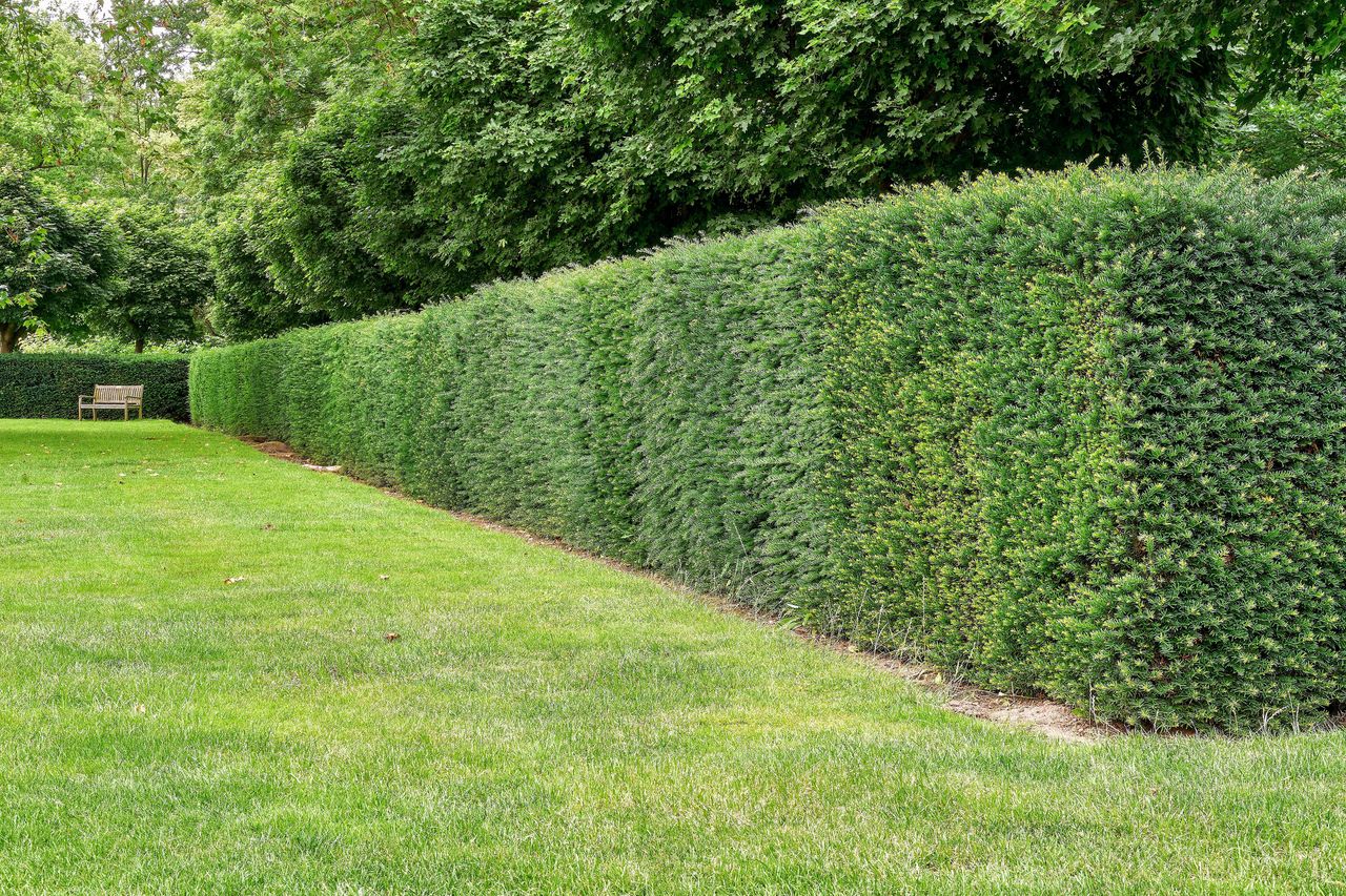 Out with the old, in with the yew: Why this evergreen is the trendy choice for garden privacy