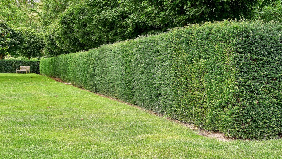 Dlaczego cisy są lepsze niż tuje? 