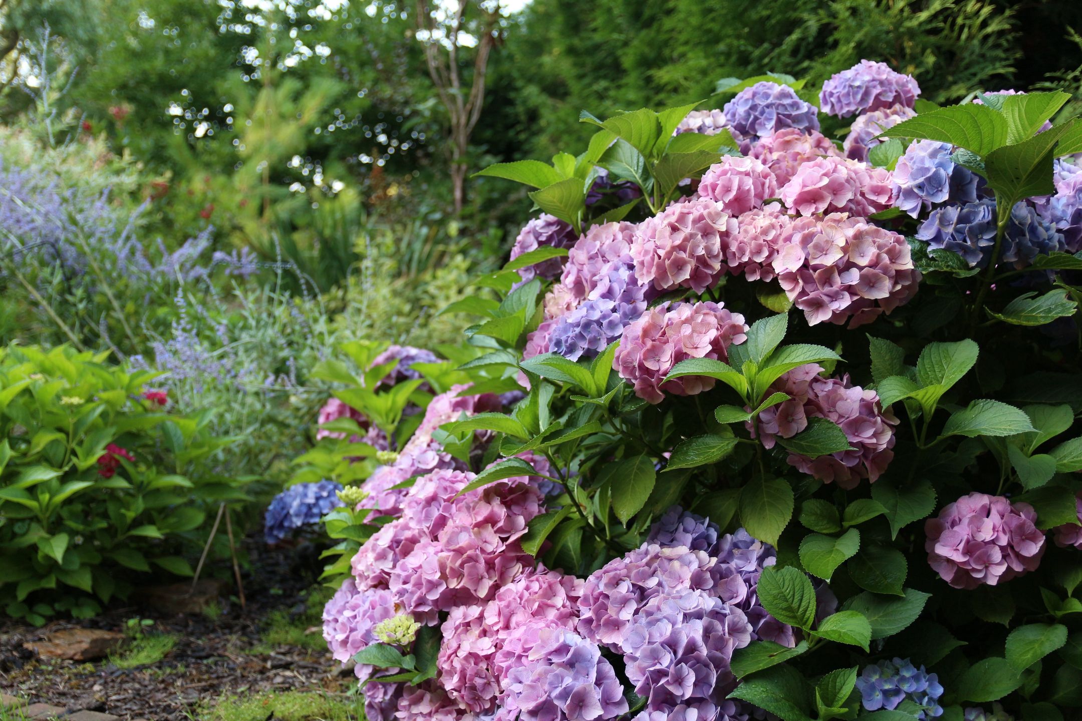 Hortensje
