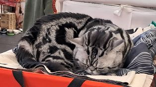 Lublin: Świętuj Dzień Kota razem ze schroniskiem dla zwierząt