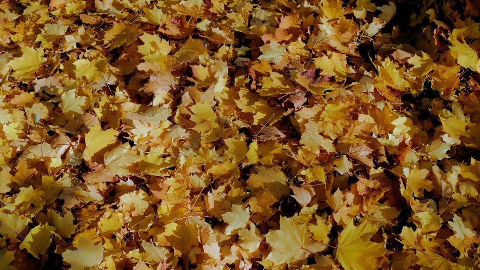 Pogoda na długi listopadowy weekend. Wszyscy liczą na &#34;złotą polską jesień&#34;