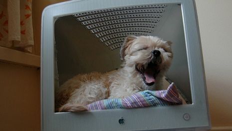 Oryginalny sposób na użycie starej makówki 1