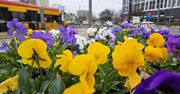 Warszawa: Miasto pełne kolorów. Wiosna dotarła na przystanki