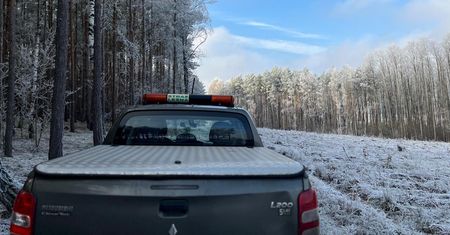 Znów pojawiają się w lasach. Straż Leśna prowadzi akcję