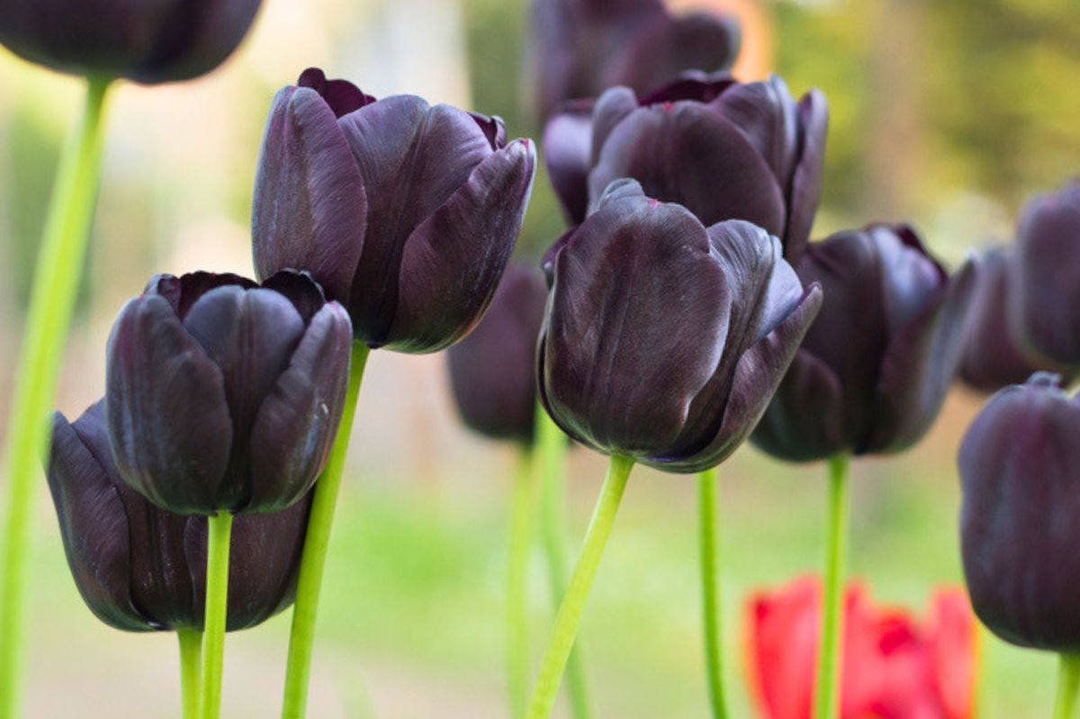 Królowe nocy w ogrodzie. Jakie czarne kwiaty będą wyglądały najlepiej?